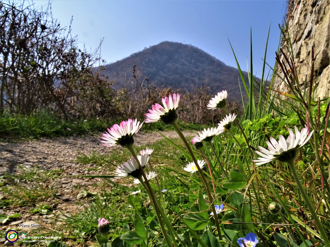 13 Margheritine per l'Ubione.JPG